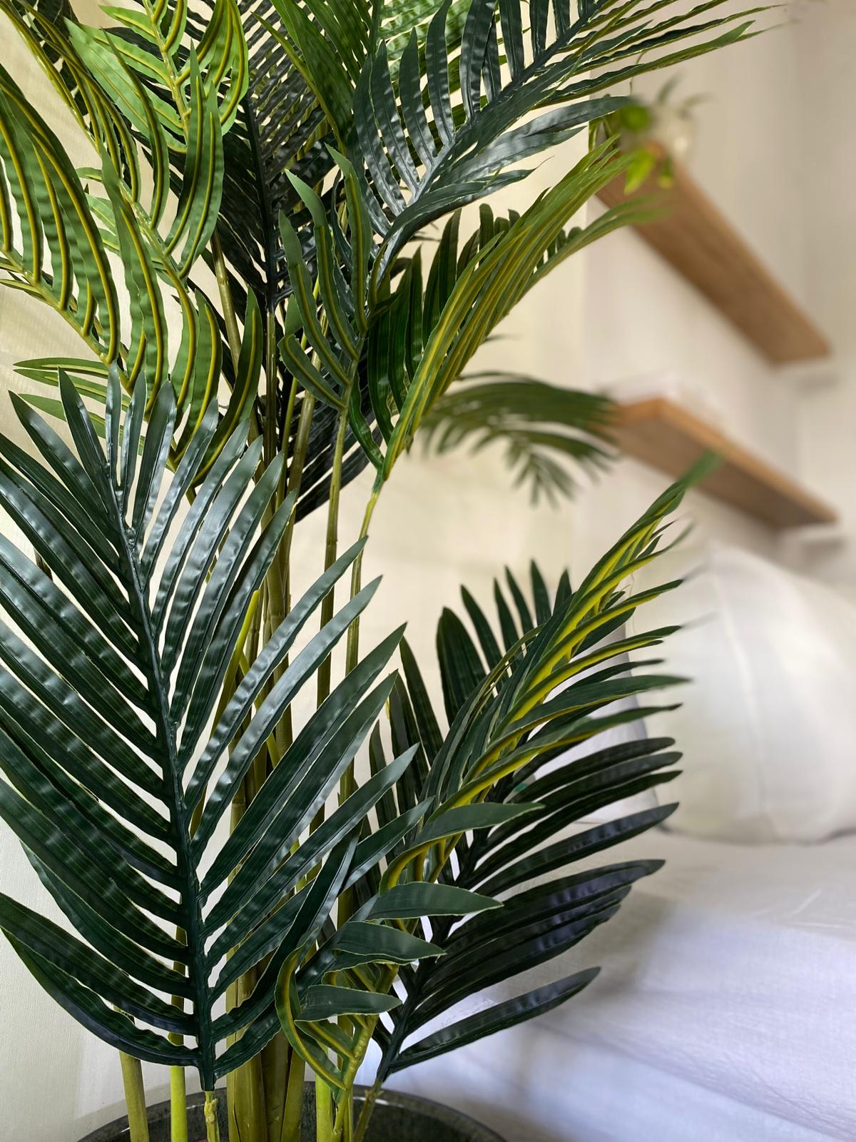 ARECA 160 CM - Imagen 4