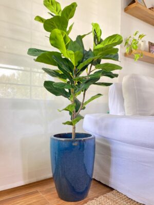 FICUS PANDURATA 130 CM
