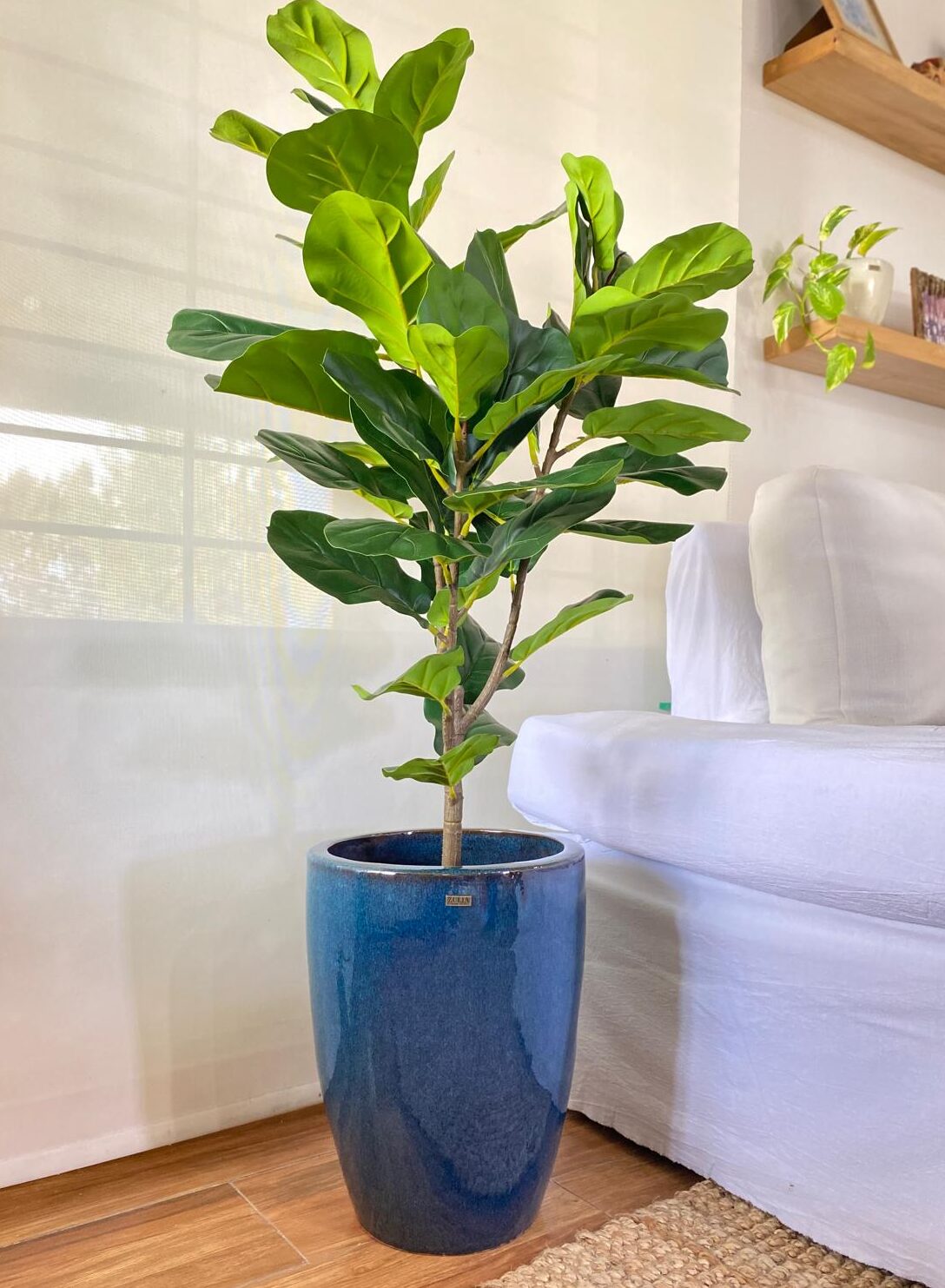 FICUS PANDURATA 130 CM