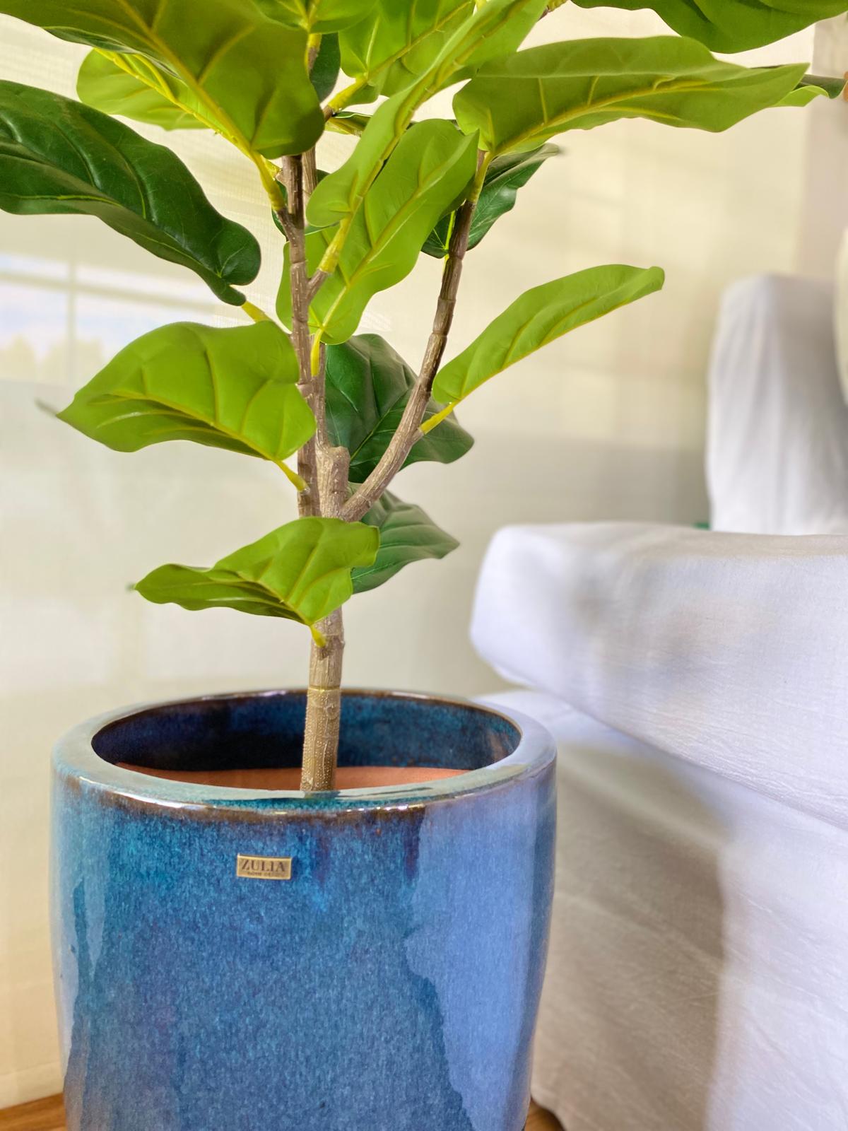 FICUS PANDURATA 130 CM - Imagen 3