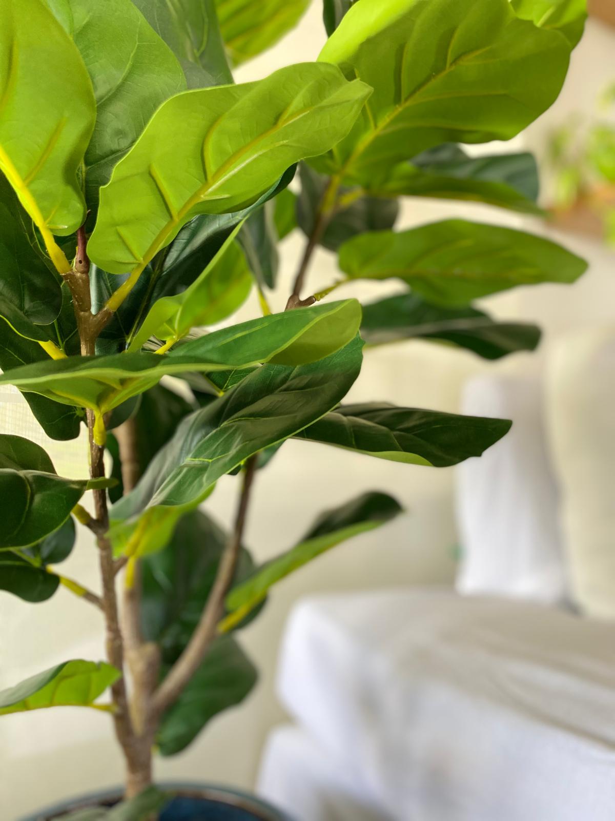 FICUS PANDURATA 130 CM - Imagen 2