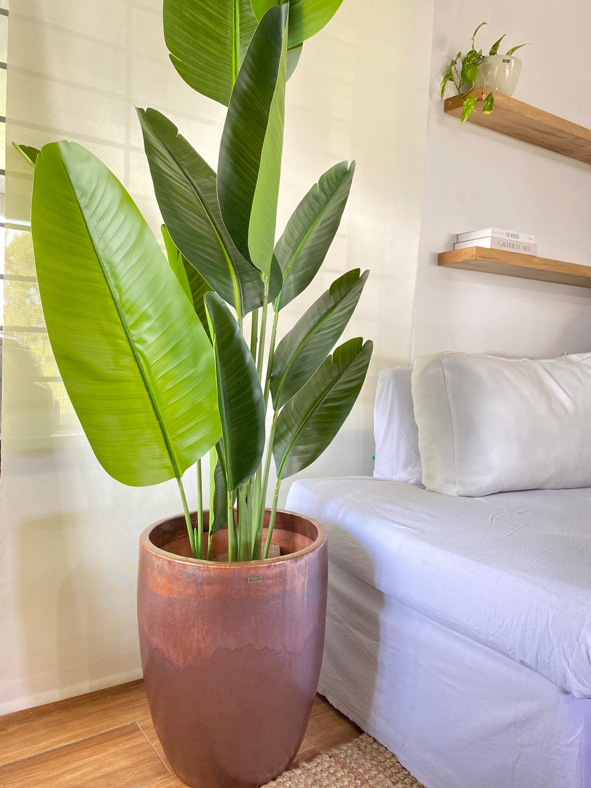 STRELITZIA 180 CM