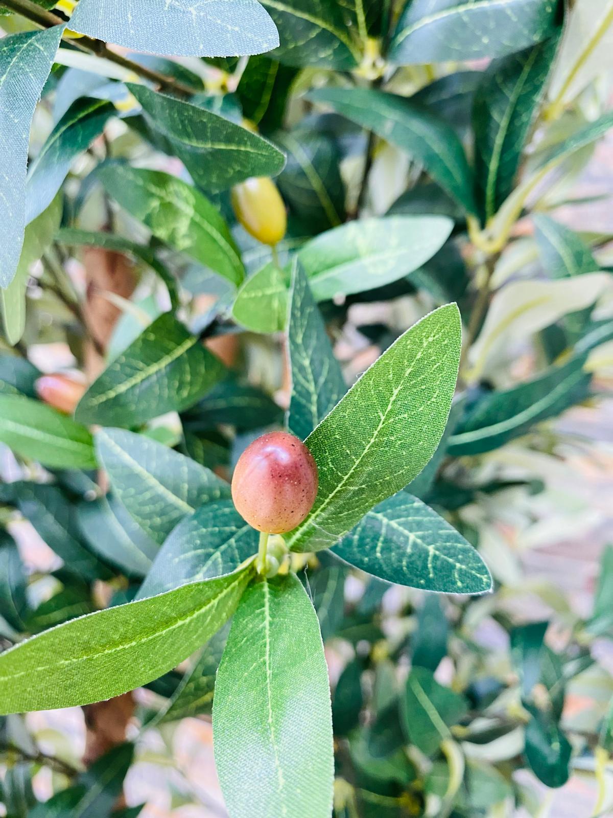 OLIVO 160 CM - Imagen 6